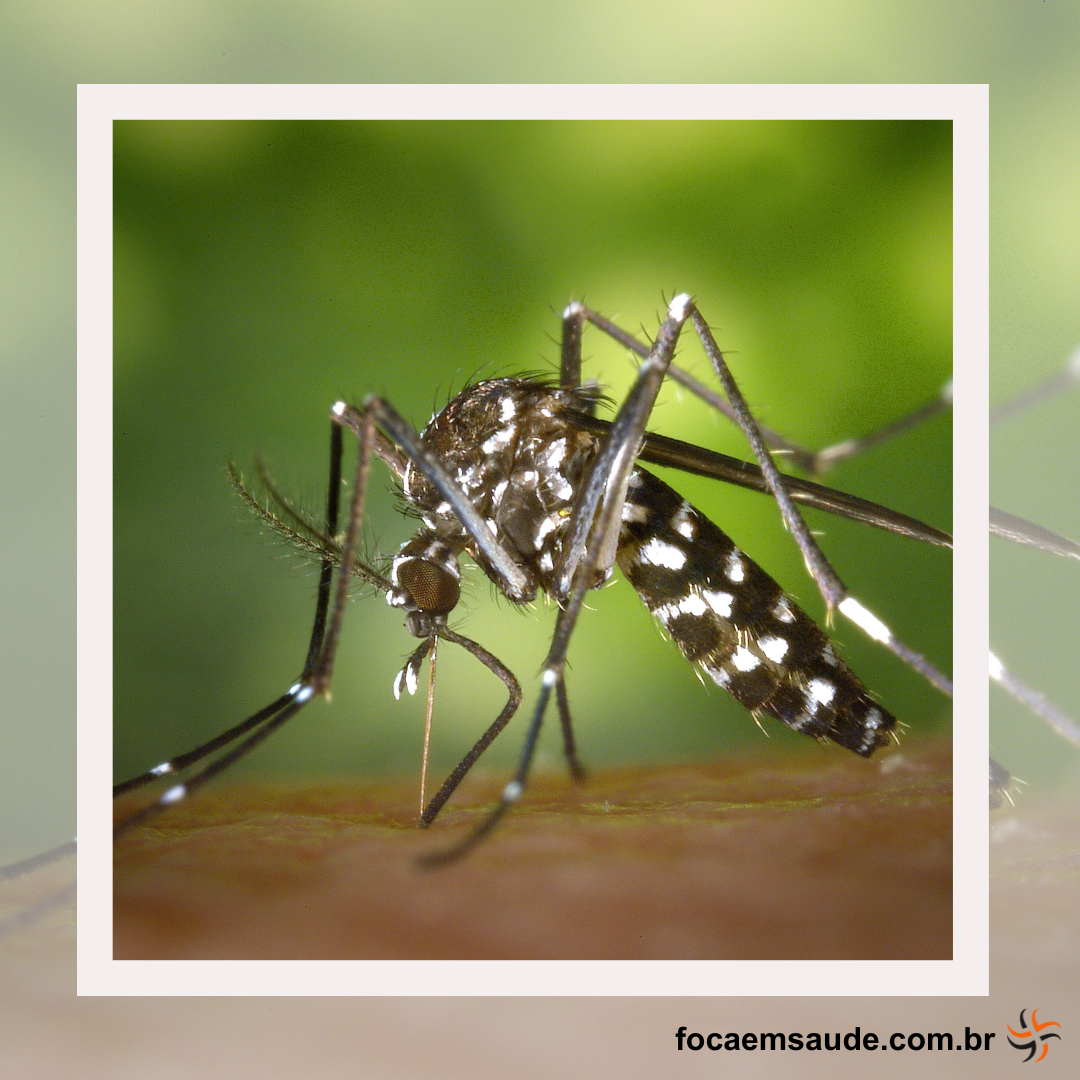 Dia Mundial Contra os Mosquitos